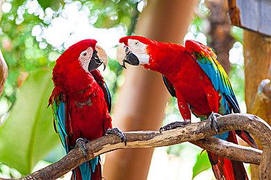 《火焰纹章：结合》新角色预告 黑皮公主很可爱